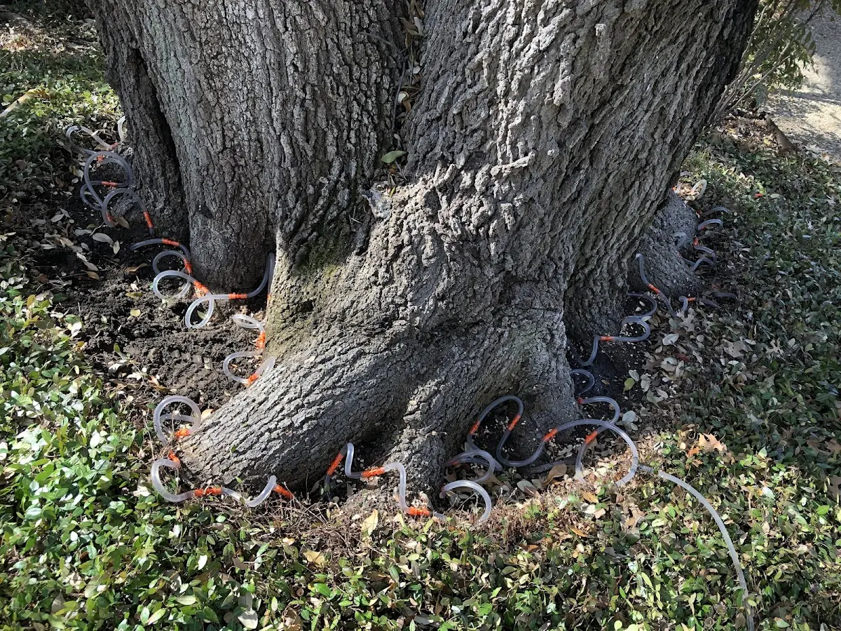 Detailed Tree Cabling and Bracing job site in Cove City