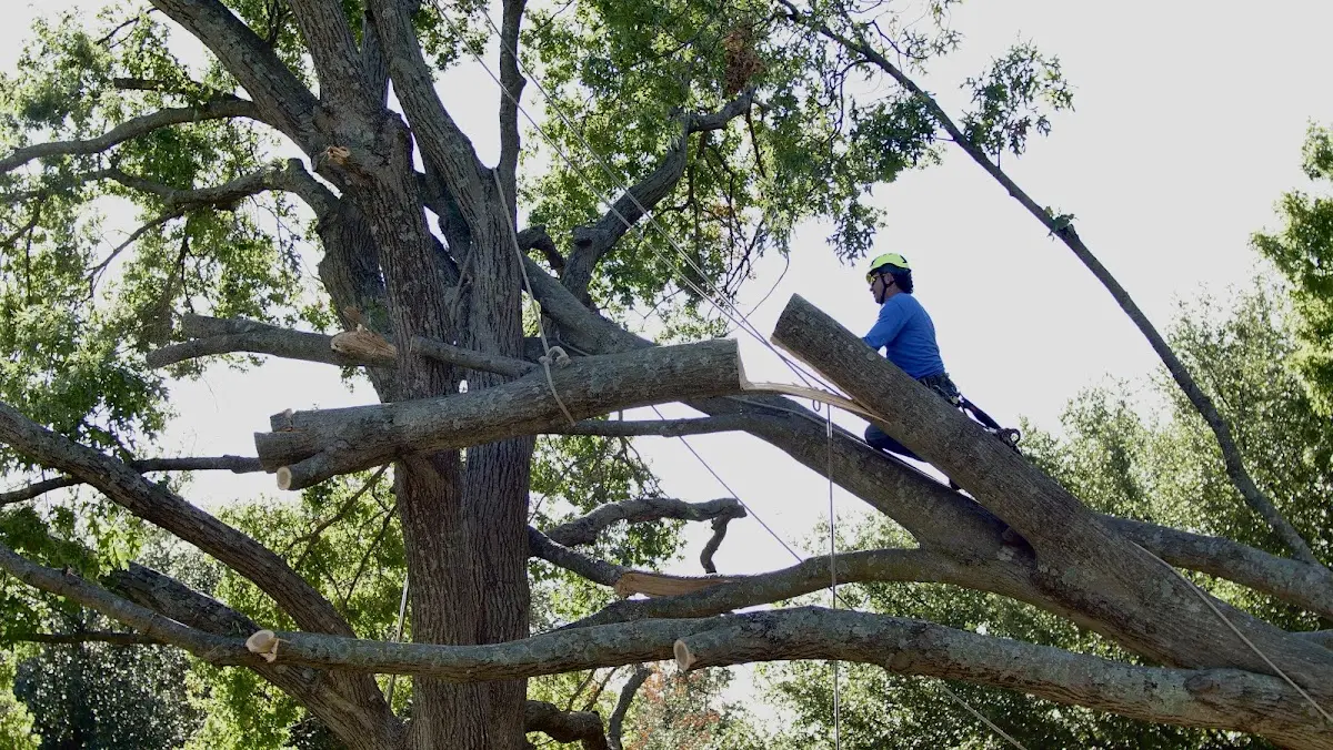 Professional Hazardous Tree Removal performed by certified arborists in Cove City
