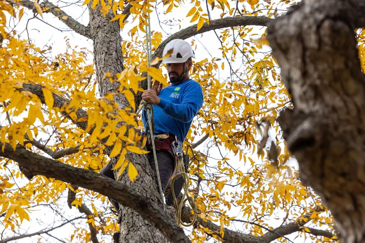 Skilled Tree Pruning crew working in Cove City